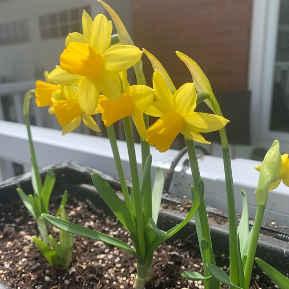 Meet your Posher, Amy - Picture 1 of 1